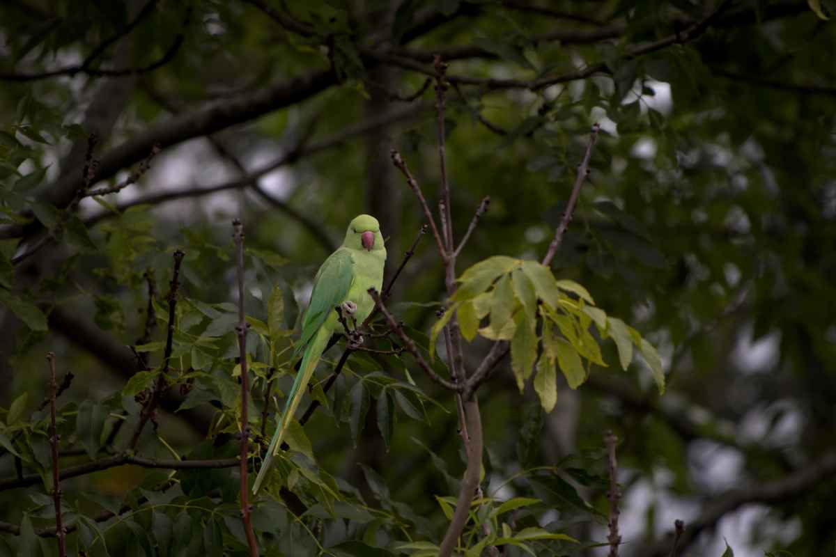 Birdy on a tree