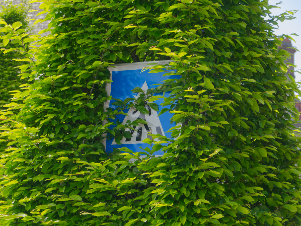 Overgrown