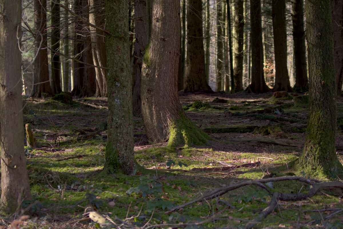 Glade in the sun