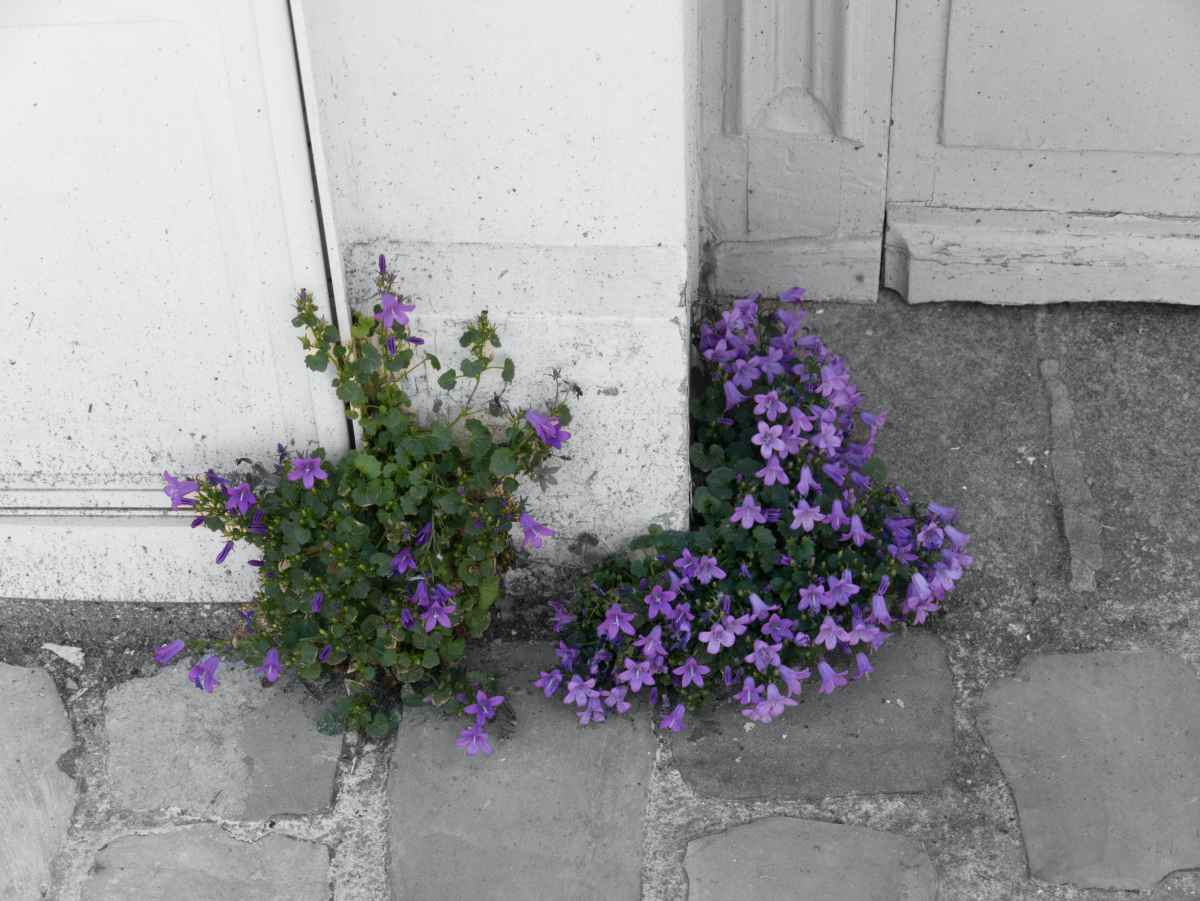 Wallflowers