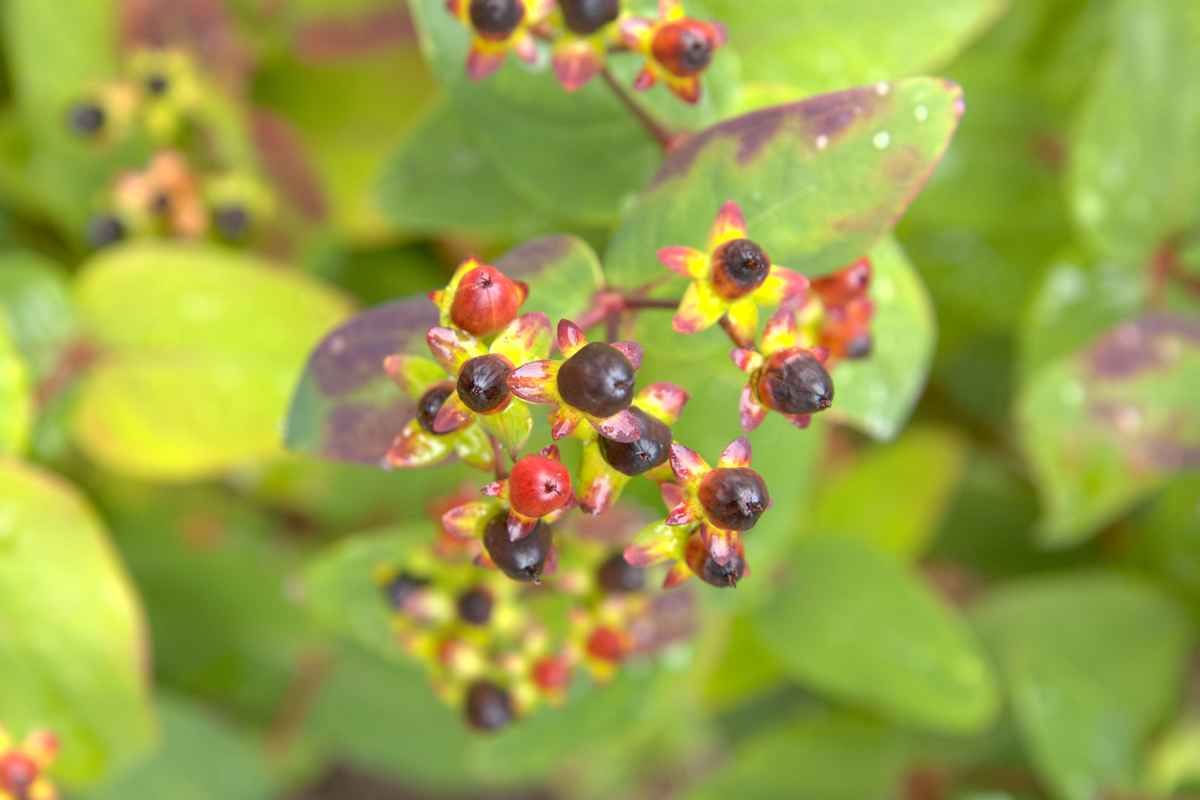 "Hypericum perforatum" - St. John's wort