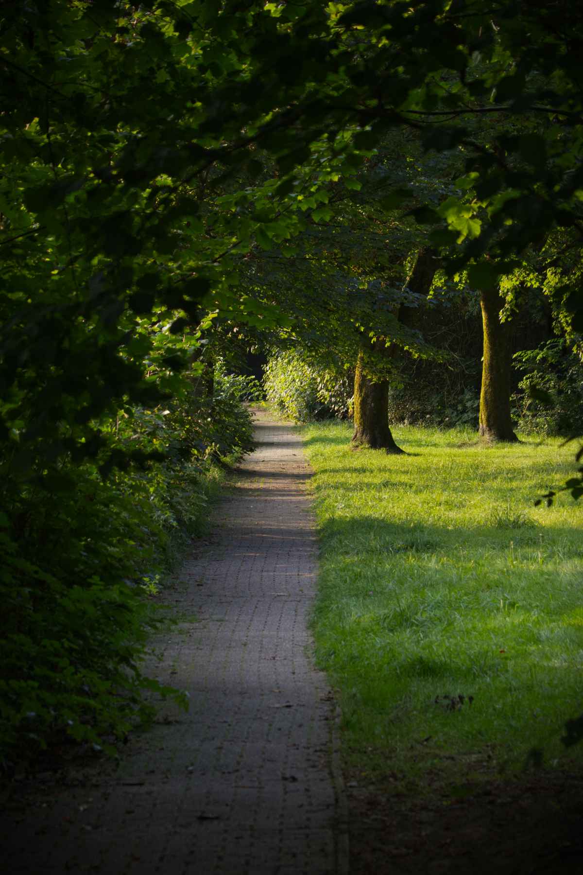 Sunny Pathway